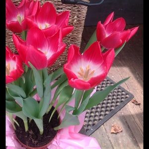 Meet your Posher, Leigh